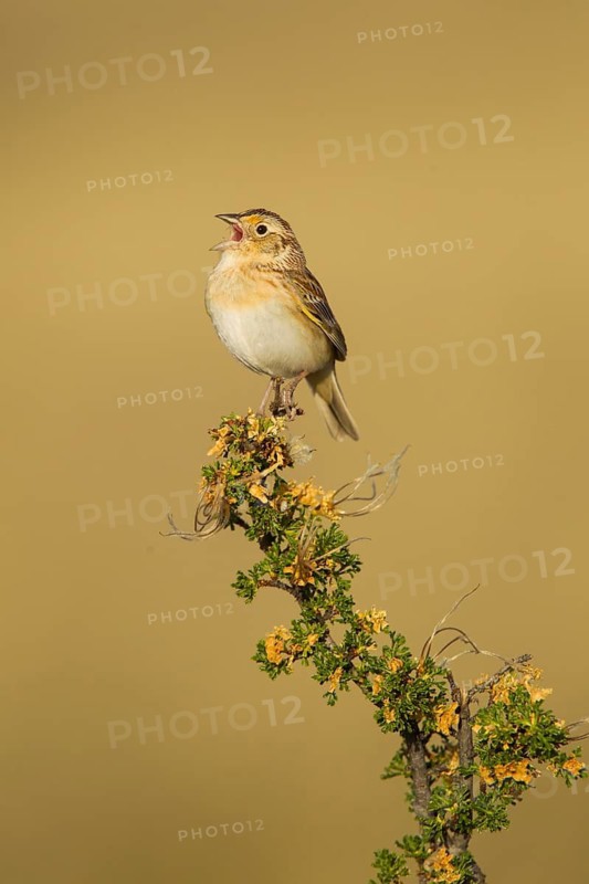 Grasshopper Sparrow Ammodramus savannarum Sonoita, Cochise County, Arizona, Unites States 17 May Adult Male Mountain Mahogany. Emberizidae