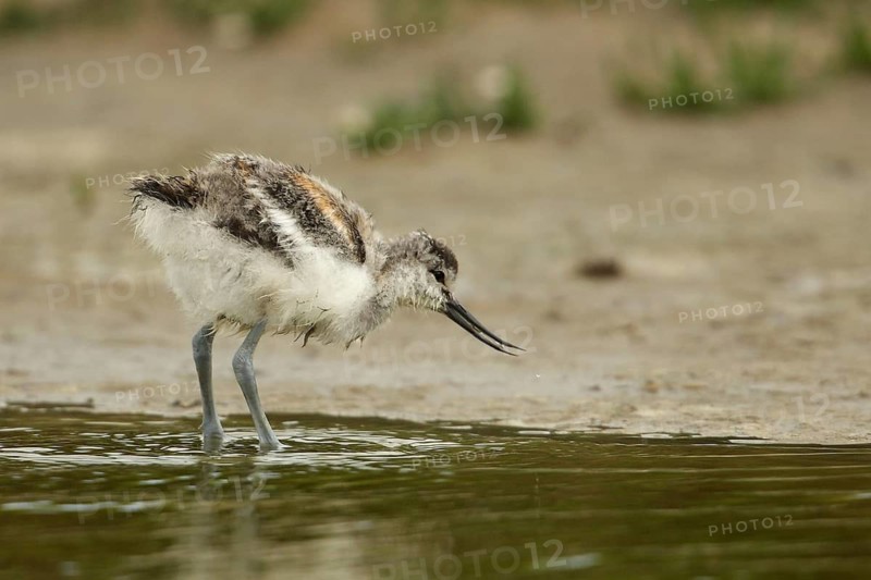 Pied Avocet (Recurvirostra avosetta) chick foraging, Texel, Netherlands