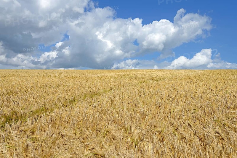 Grain field, barley (Hordeum vulgare), blue cloudy sky, North Rhine-Westphalia, Germany