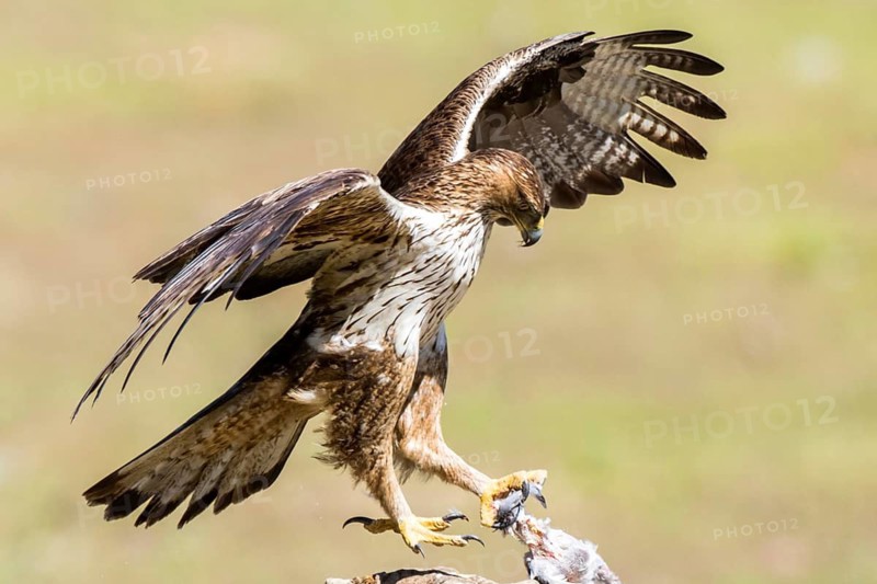 Bonelli's Eagle (Aquila fasciata) male with prey, Andalusia, Spain