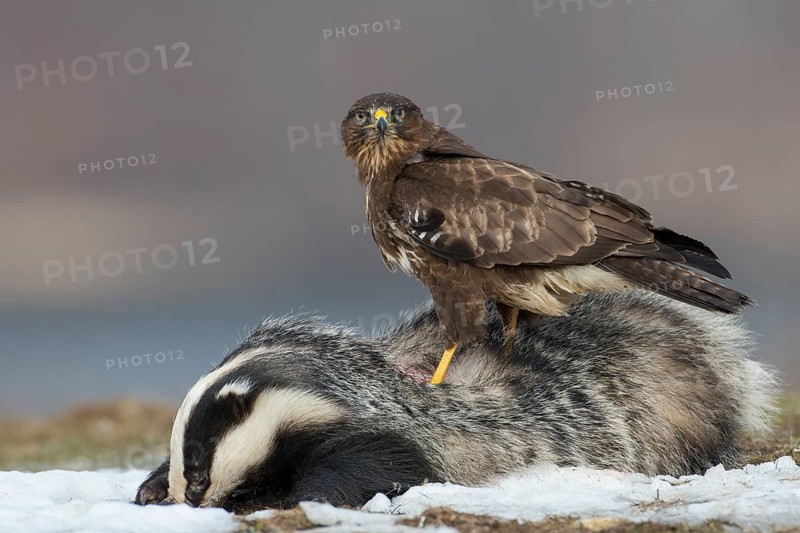 Common Buzzard (Buteo buteo), Mecklenburg-Western Pomerania, Germany