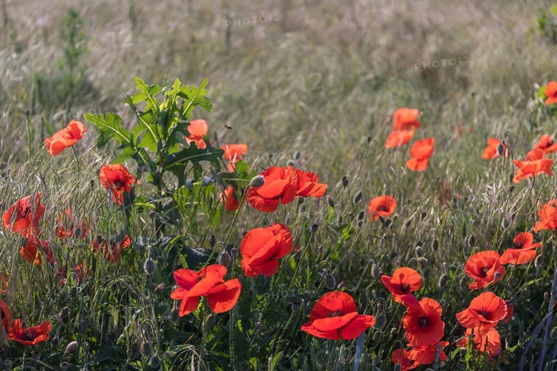 Field of blooming Papaver rhoeas (common poppy, corn poppy, corn rose, field poppy, Flanders poppy or red poppy) in Czech Republic