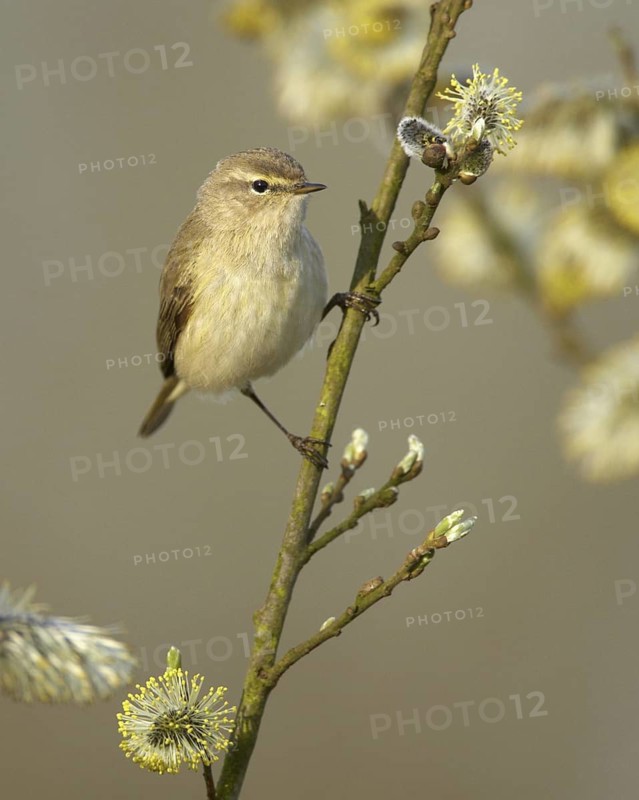 Common Chiffchaff (Phylloscopus collybita), Mecklenburg-Western Pomerania, Germany