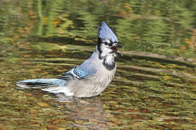 Blue Jay (Cyanocitta cristata) bathing, Saskatchewan, Canada