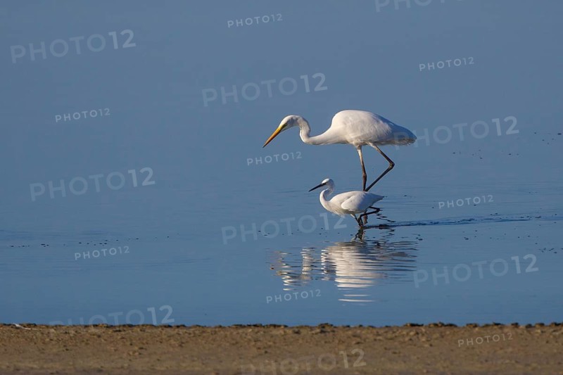 Little Egret & Great Egret (Egretta garzetta & Ardea alba) foraging, Greece