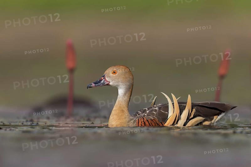 Plumed Whistling Duck (Dendrocygna eytoni) in a wetland area in Papua New Guinea