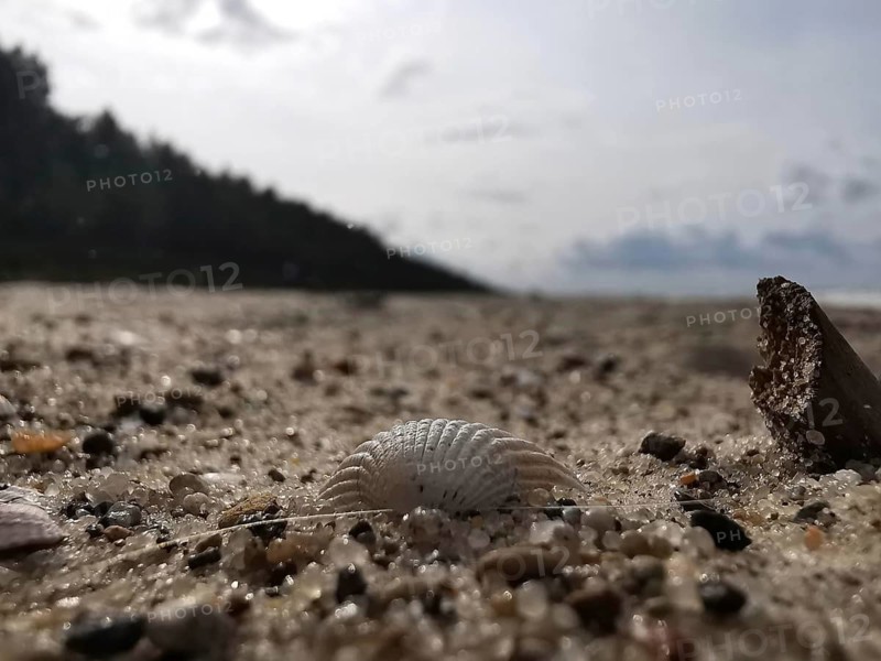 Close-up of a mussel (bivalvia) in the sand on the beach under a cloudy sky, Baltic Sea, Poland