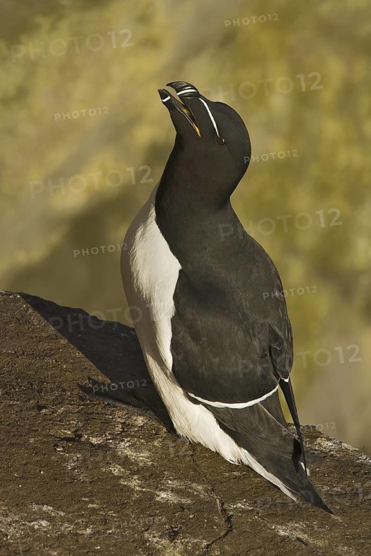 Razorbill (Alca torda), Iceland