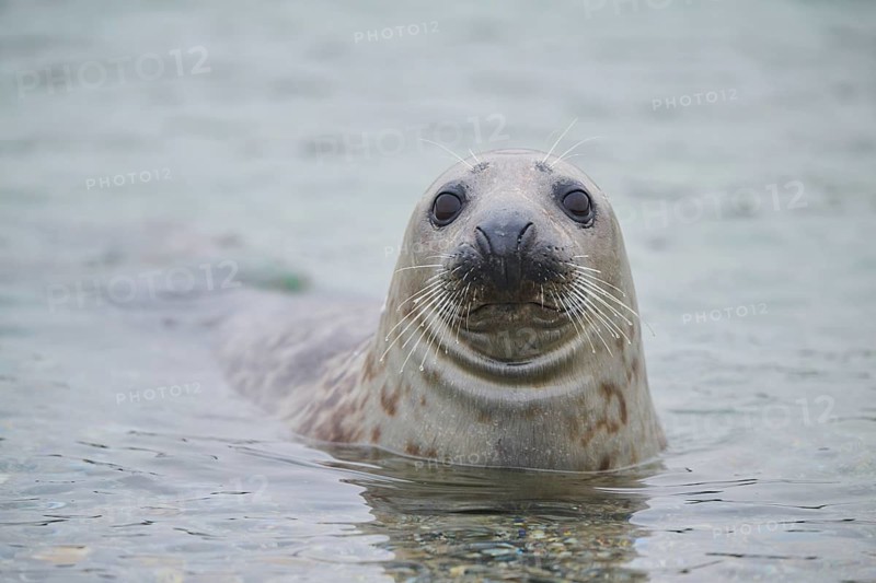 Grey seal (Halichoerus grypus) looking out of the water while swimming in the sea, Düne, Helgoland, Schleswig-Holstein, Germany
