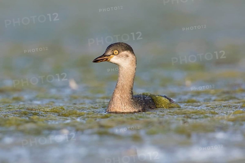 Australasian Grebe (Tachybaptus novaehollandiae), Victoria, Australia