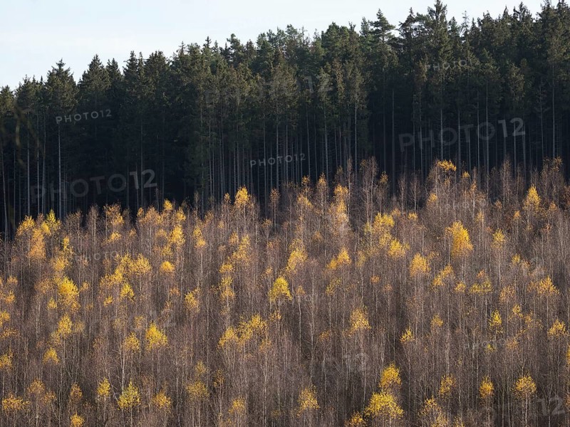 Spruce and birch forest in autumn, Upper Franconia, Germany