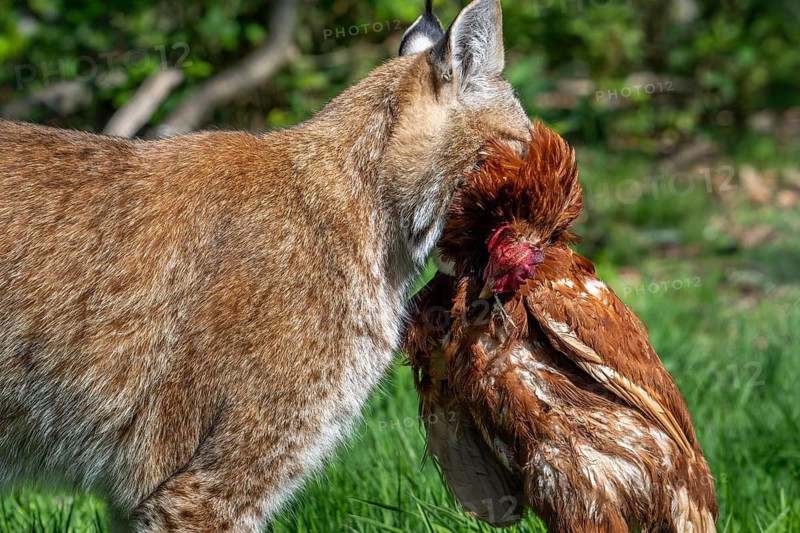 Hunting Eurasian lynx (Lynx lynx) walking with killed chicken prey in its muzzle in meadow, field