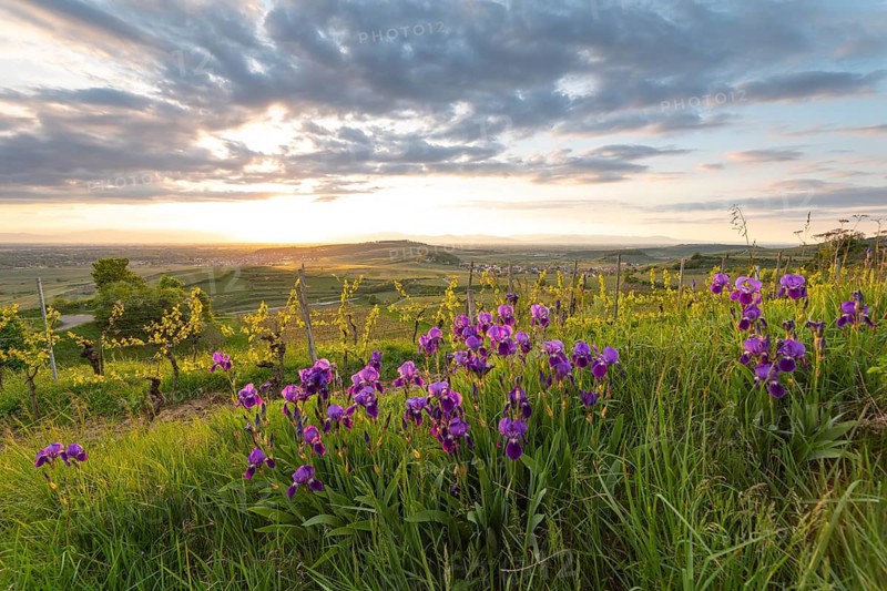 Purple irises (Iris) blooming in a vineyard at sunset. View from Mondhalde towards the Rhine Valley and Vosges Mountains. Vogtsburg, Germany