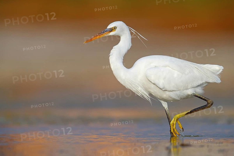 Western Reef Heron, Western Reef-Heron, Western Reef-Egret, (Egretta gularis), Garceta Dimorfa, Raysut, Salalah, Dhofar, Oman