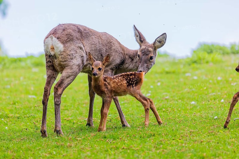 One female Roe Deer, (Capreolus capreolus), stands on a meadow with her fawn