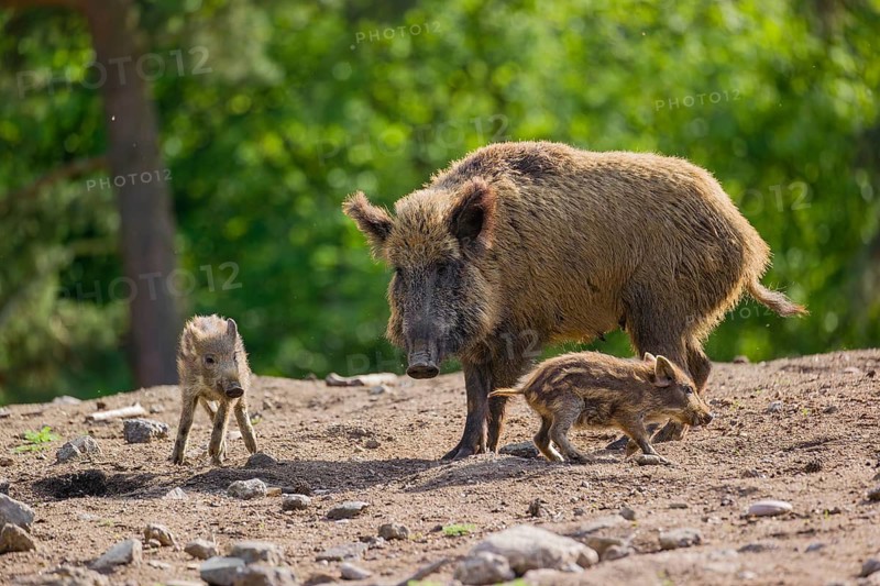 A wild boar (Sus scrofa) with some piglets looking for food in a clearing