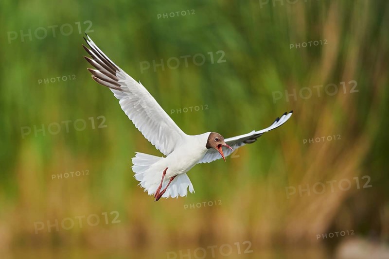 Black-headed gull (Chroicocephalus ridibundus) flying, Camargue, France