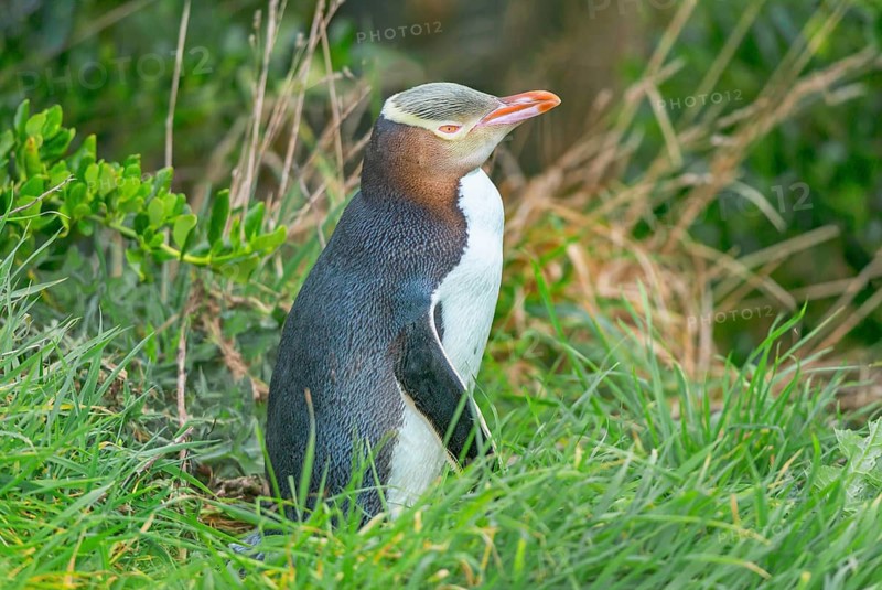 Yellow-eyed Penguin (Megadyptes antipodes), Otago Region, South Island, New Zealand