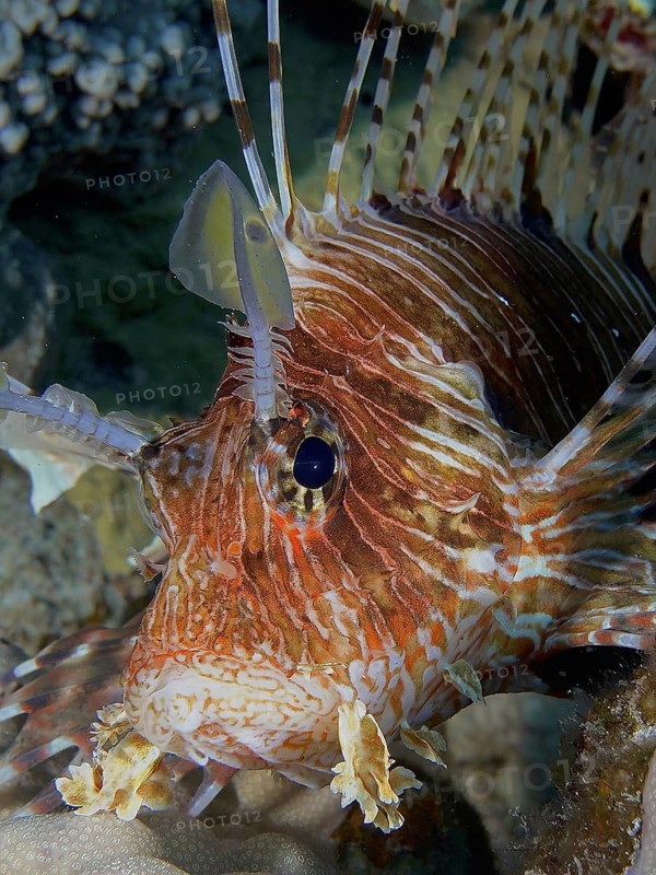 Common lionfish (Pterois volitans)