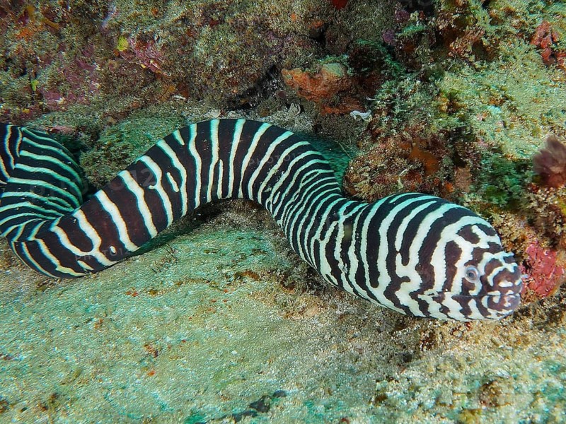 Zebra moray eel (Gymnomuraena zebra)