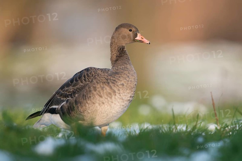 Greater White-fronted Goose (Anser albifrons) juvenile on snowy field, North Rhine-Westphalia, Germany