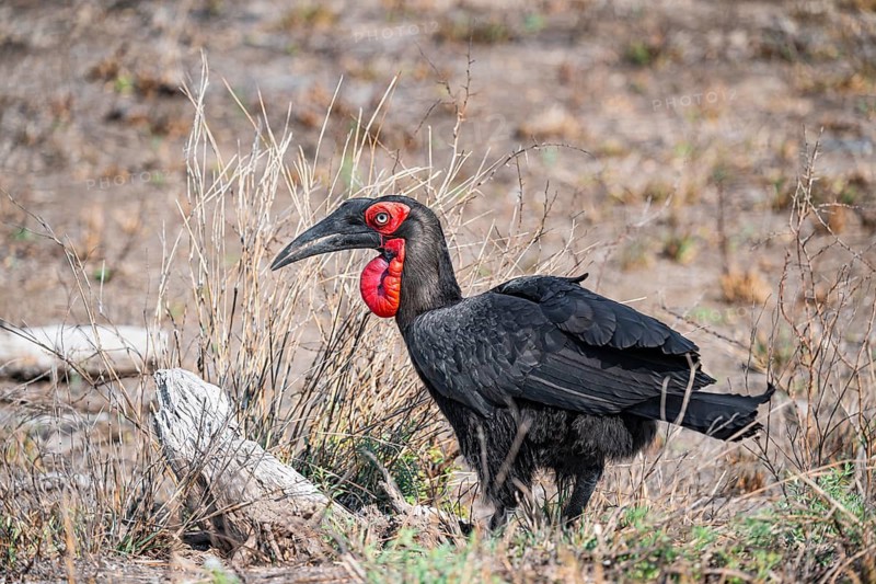 Red-faced Hornbill (Bucorvus leadbeateri), on the ground, Kruger National Park, South Africa