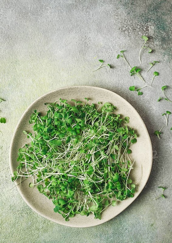 Fresh micro-greenery, on a plate, top view, no people