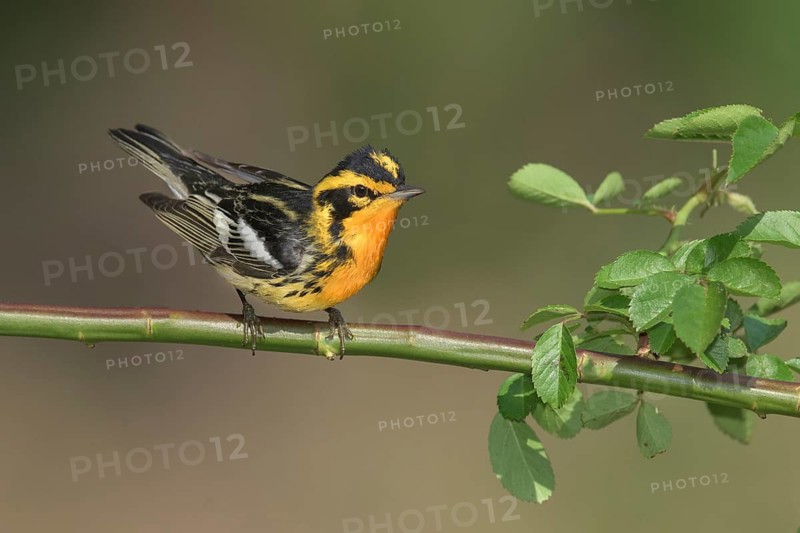 Blackburnian Warbler (Setophaga fusca) male perched on a branch, Texas, USA