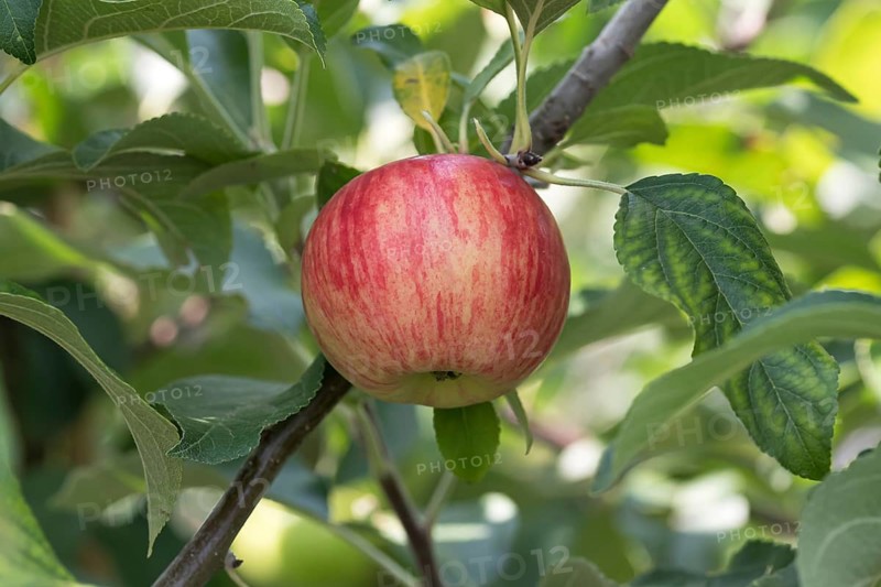 Apple (Malus domestica 'Nela'), Bavarian Fruit Centre, Germany