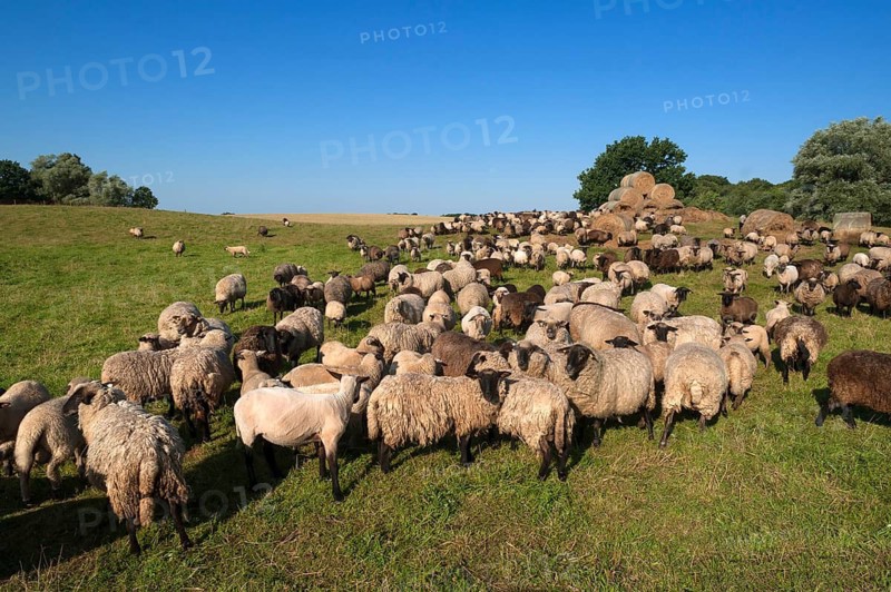 Sheep in the pasture, Mecklenburg-Western Pomerania, Germany