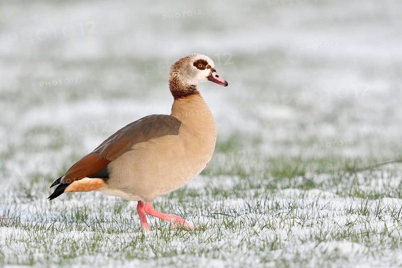 Egyptian Goose (Alopochen aegyptiaca) on snowy field, North Rhine-Westphalia, Germany