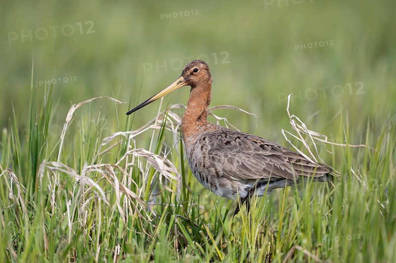 Black-tailed godwit (Limosa limosa), Ochsenmoor, Dümmer, Lemförde, Lower Saxony, Germany