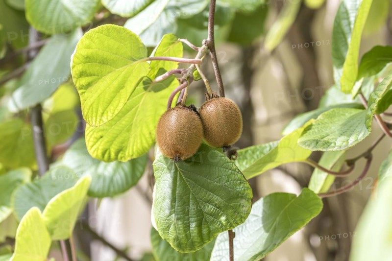 Kiwi (Actinidia deliciosa 'Jenny'), Cambridge Botanical Garden, Germany