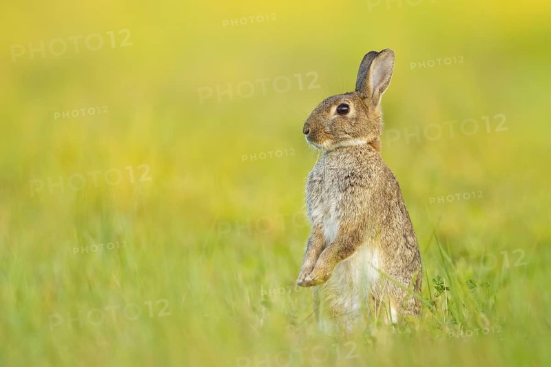 Wildkaninchen, Oryctolagus cuniculus European Rabbit, Oryctolagus cuniculus