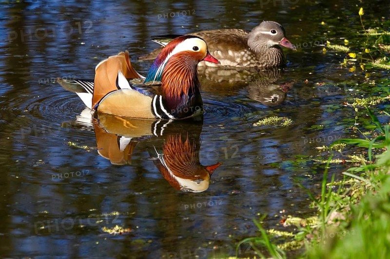 Mandarin ducks on a lake, Germany