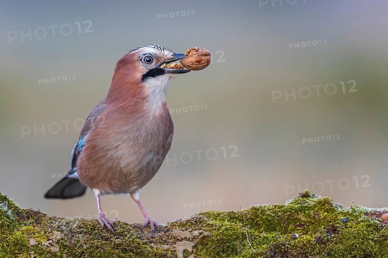 Eurasian Jay (Garrulus glandarius) with walnut in its beak, Saxony-Anhalt, Germany