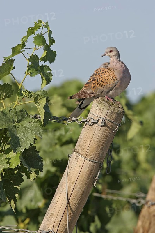 European Turtle Dove (Streptopelia turtur), Rhineland-Palatinate, Germany