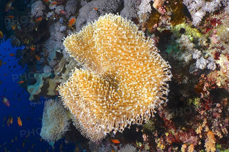 Rough leather coral (Sarcophyton glaucum)