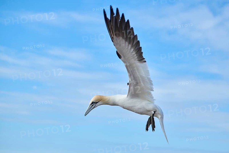 Northern gannet (Morus bassanus) flying in the sky, wildlife, Helgoland, Germany