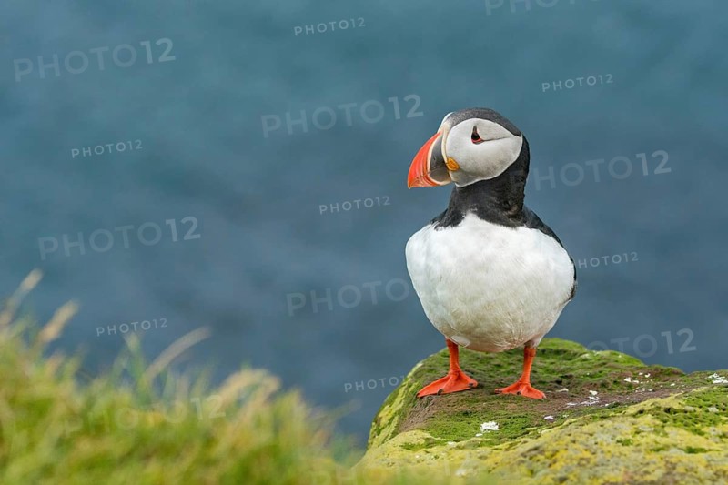 Atlantic Puffin (Fratercula arctica) on cliff, Iceland