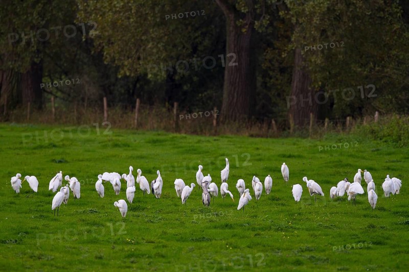 Great Egret & Grey Heron (Ardea alba & Ardea cinerea), North Rhine-Westphalia, Germany