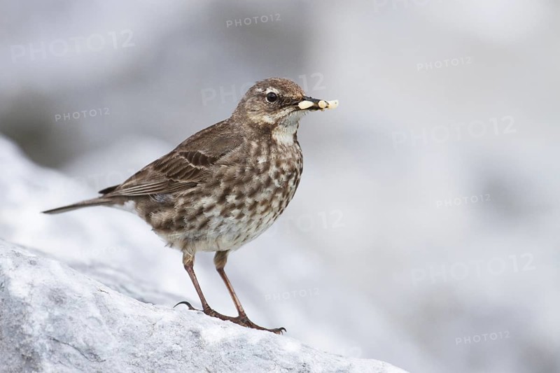 Eurasian Rock Pipit (Anthus petrosus), Irland