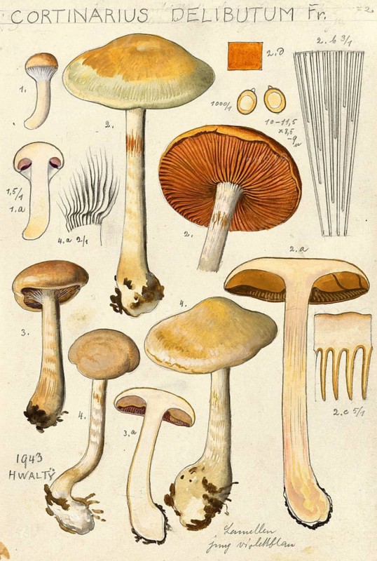 Mushroom, fungi, blue-leaved or purple-leaved slime mould, Cortinarius delibutus, authentic reproduction of an illustration by Hans Walty (1868-1948) from about 1915, historical