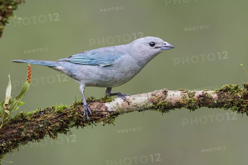 Sayaca Tanager (Thraupis sayaca) perched on a branch in the Atlantic rainforest of southeast Brazil