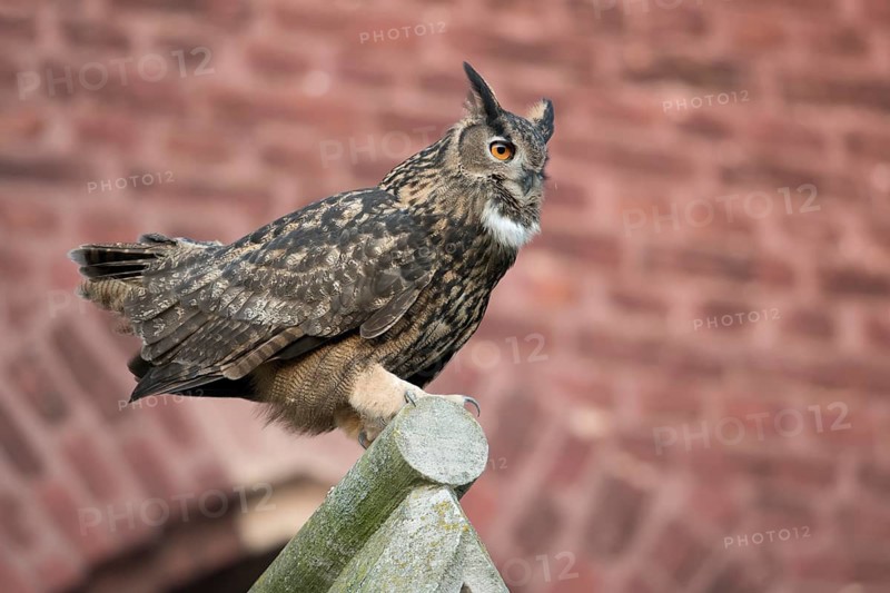 Eurasian Eagle-Owl (Bubo bubo) perched on the roof of a church, North Rhine-Westphalia, Germany