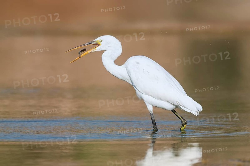 Western Reef Heron (Egretta gularis) eating a fish, Eilat, Israel