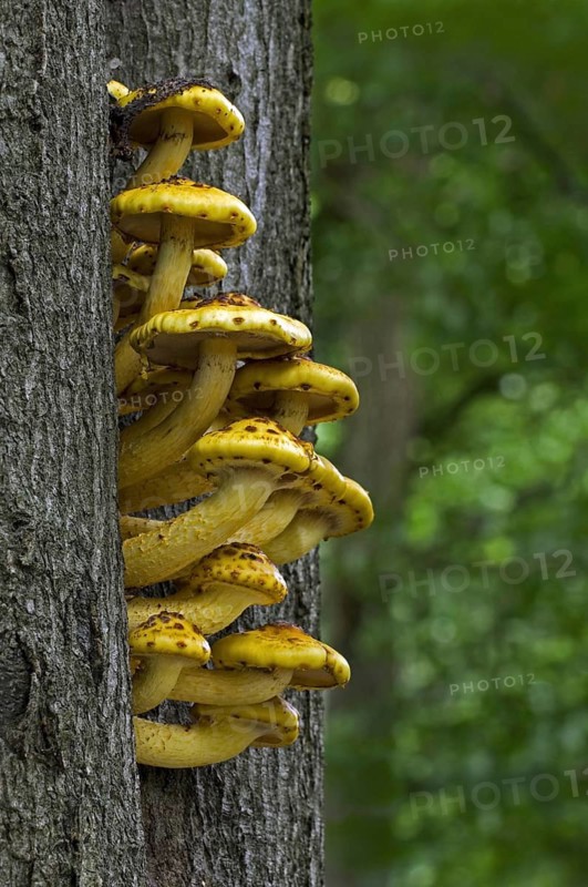 Golden scalycap (Pholiota aurivella) toadstools on beech tree