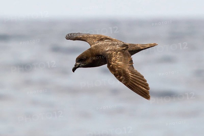Providence Petrel (Pterodroma solandri) flying, New South Wales, Australia