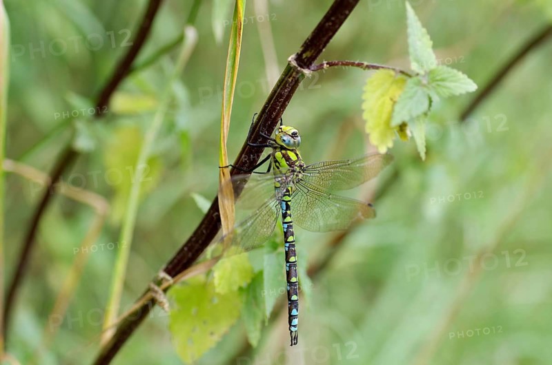 Southern Hawker (Aeshna cyanea), colourful, twig, Germany