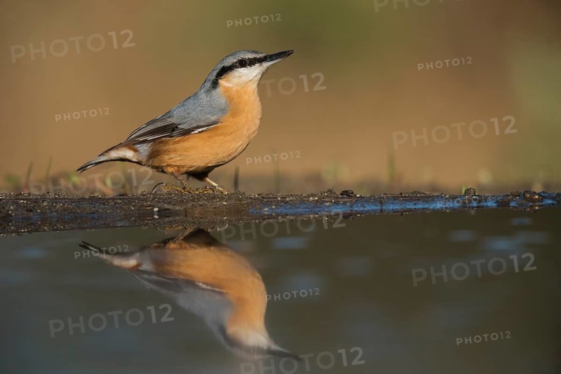 Eurasian Nuthatch (Sitta europaea), Aosta Valley, Italy